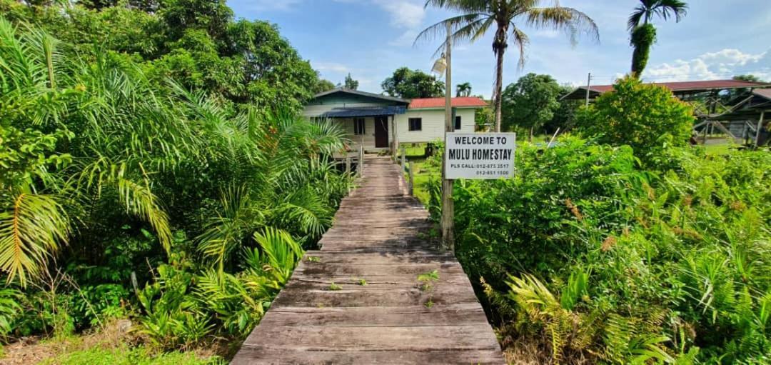 Mulu Homestay Luaran gambar